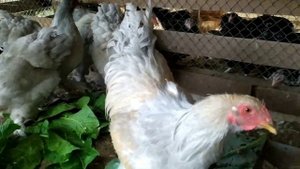 БРАМА ОКРАСА ИЗАБЕЛЬ ПЯТЬ МЕСЯЦЕВ