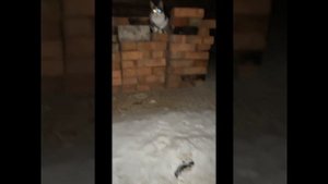 Строительство бани 6 на 6 из бревна
