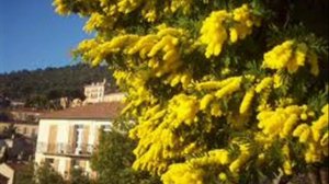 Арно Бабаджанян - Кружит голову мимоза