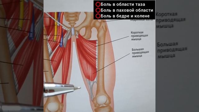 Боль в бедре и колене / Боль в тазу и паховой области/ Доктор пак смотреть онлайн