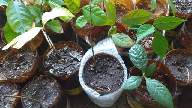 Разсад Амеланхиер смотреть онлайн