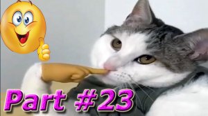 NEW! Подборка Видео Со Смешными Животными Март 2024. Part #23 #dog #cat #animals #video #smile #new