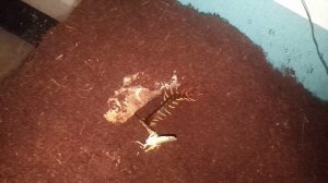 Scolopendra dehanni (VIETNAM GIANT CENTIPEDE) Feeding video