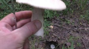 НАШЛИ БЕЛЫЕ ГРИБЫ! Гриб ГИГАНТ! В лес по грибы! БОЛЬШОЕ РАЗНООБРАЗИЕ ГРИБОВ В ЛЕСУ!.mp4