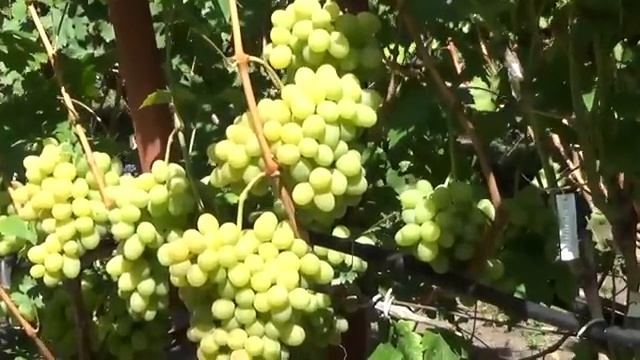 Высокоурожайный и надежный виноград селекции В. Н. Крайнова смотреть онлайн