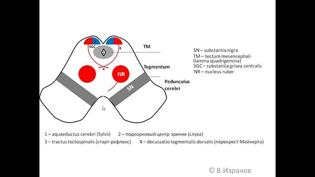 Средний мозг. Mesencephalon. смотреть онлайн