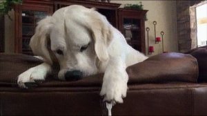 Песня про собаку Тяпа