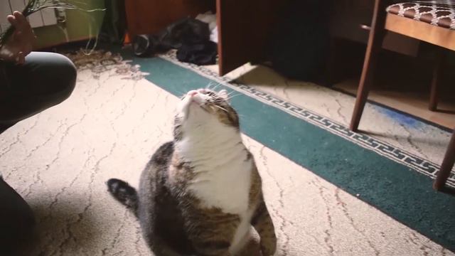 ВАСИН ДЕНЬ РОЖДЕНИЯ 🐱 Васю гладят, чешут и дарят подарки на протяжении 5 минут смотреть онлайн