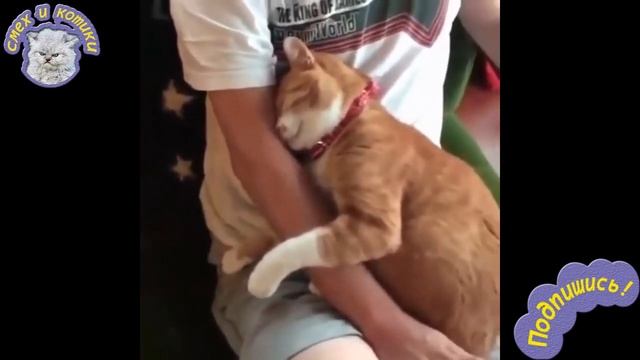 Кот Обнимает Хозяина - МИЛОТА !!!