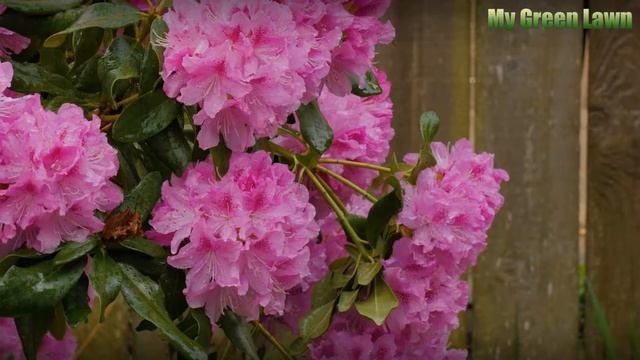 Care of the Ann Magnolia Tree смотреть онлайн