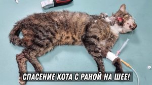 Спасение кота с раной на шее! Кот гниет заживо!