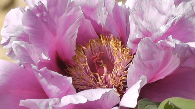 С Добрым Утром! Хорошей Среды! Музыкальная Открытка смотреть онлайн