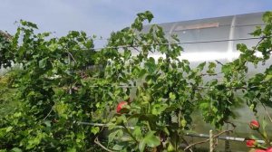 летняя обрезка винограда и Розы Розанна и Салита