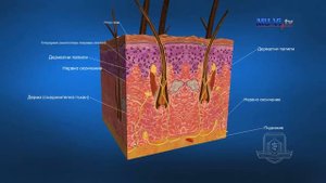 3D обучение по анатомия - кожа