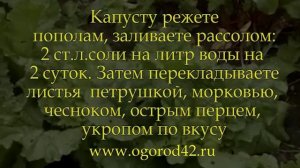 Пекинская капуста в поле, в погребе и на столе