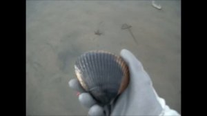 Clamming Netarts Bay, Oregon