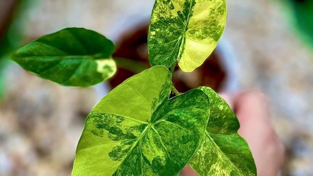 Alocasia gageana Aurea variegata смотреть онлайн