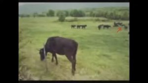 НЛО ПОХИЩАЕТ КОРОВУ  UFO beam attracts the cow