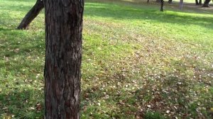 Боярышник - ценный подвой для груши (яблони и айвы)