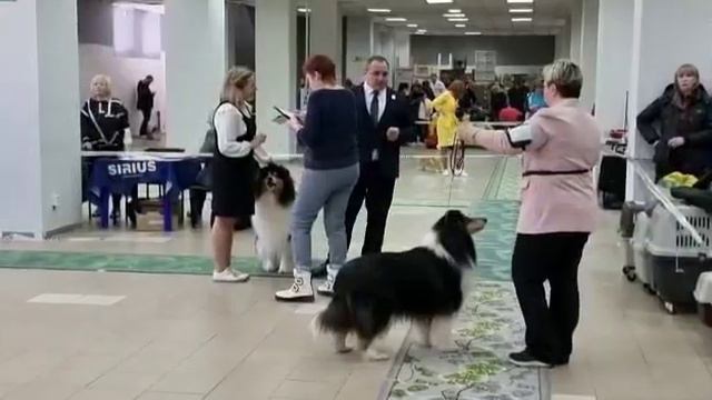 Моно в-ка длш колли КЧК" ВЕСНА-2023" г.Барнаул, судья Лепеха Е.П. (г.Новосибирск)🏆 смотреть онлайн