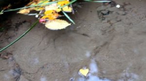 Тест камеры Canon EOS 4000 D (китовый объектив 18-55 мм)