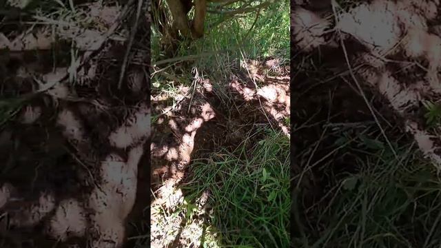 НАШЁЛ УЖД...КАК БУДУ ПИЛИТЬ И ВЫНОСИТЬ НЕ ЗНАЮ #КопМеталлавлесу #копметаллавлесу #металлокоп смотреть онлайн