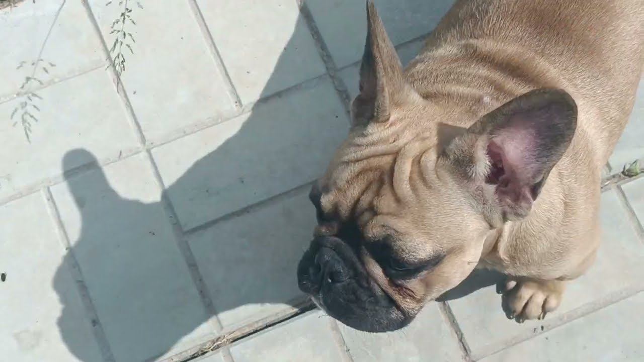 Куры Доминант или Легбар???Порода или кросс? смотреть онлайн