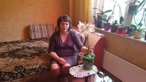 Гиппеаструм. Секрет цветения. Особенности полива