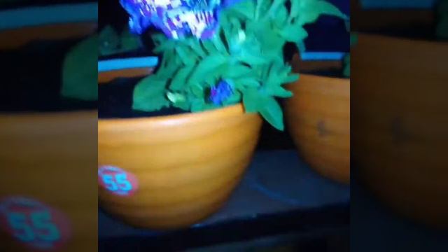 Жарим шашлык/купаемся/крашу дугу петуньевую/вечерний Красноярск с 10го этажа. смотреть онлайн