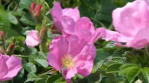 Rosa rugosa