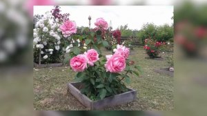 Цветущие розы в саду - идеи оформления цветников. Много фото