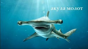 Обитатели СОЛЁНЫХ ВОДОЁМОВ ☛ Кто и какие они?