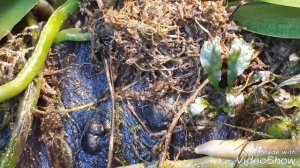 разведение крабов в палюдариуме аквариуме 
золотая рыбка вздутие живота
гуппи