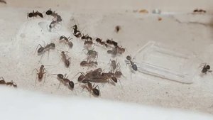 ИНДИЙСКИЕ МУРАВЬИ Camponotus irritans