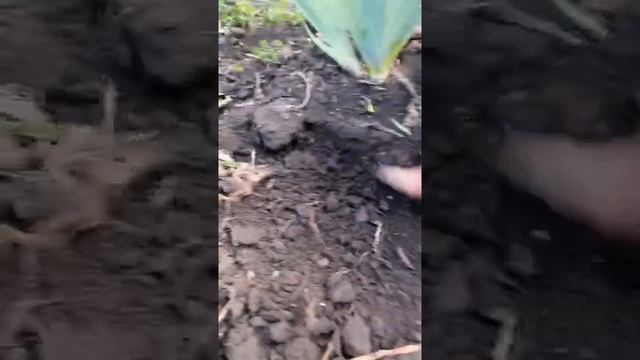 Подгнили корневища ирисов - устраняем проблему. смотреть онлайн