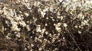 Тёрн, терновник или слива колючая лат. Prunus spinosa