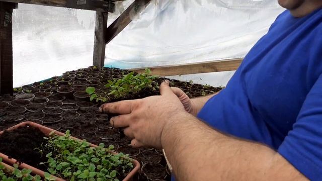 Пикировка дельфиниума,виолы,цинерарии. смотреть онлайн