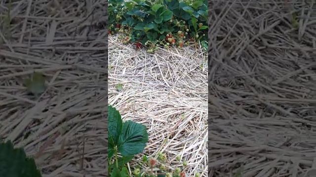 Садовая земляника Лакомка смотреть онлайн