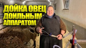 Молочное овцеводство. Аппаратная дойка овец.