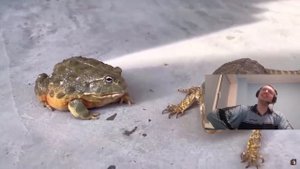 ПАПИЧ СМОТРИТ  Папич превратился в жабу