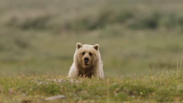 Олени и даже Бизоны боятся его как огня! Гризли – огромный агрессивный Медведь! смотреть онлайн