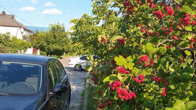 Приехали родные, Купили много кукурузы для птицы, Влог смотреть онлайн