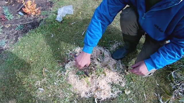 Сирень Буддлея Давида обрезка и укрытие на зиму. смотреть онлайн