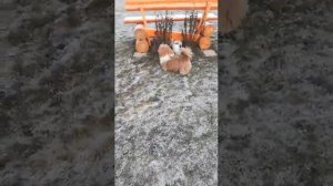 Щенок Ши-тцу бело-золотой 5 мес. Продается из питомника
