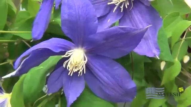 April 2013 Mayesh Flower Product Showcase: Clematis смотреть онлайн