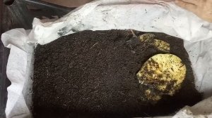 БН 17 Выманиваю ювенилов из биогумуса и переселяю в свежий КРС субстрат.