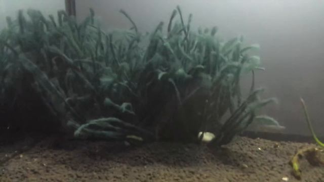 aphyosemion striatum relocating смотреть онлайн