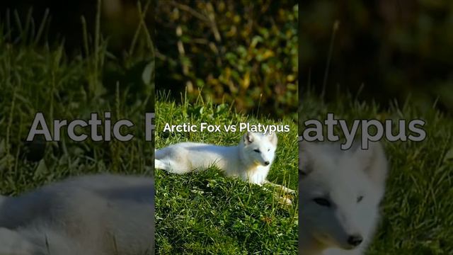 Arctic Fox vs Platypus - What Animal is Cuter?  [Cutest Wild Animal]