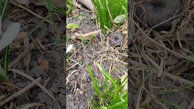 Весна пришла. смотреть онлайн