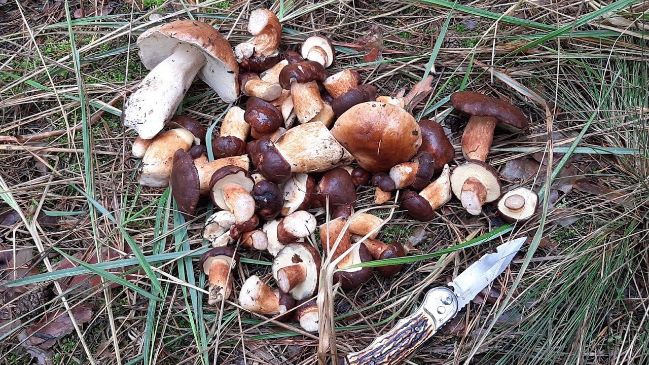 ТИХАЯ ОХОТА # 3. ОНИ НЕ ОТПУСКАЛИ МЕНЯ ДОМОЙ!!! смотреть онлайн